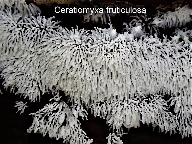 Ceratiomyxa fruticulosa-amf361-1.JPG - Ceratiomyxa fruticulosa ; Syn1: Byssus fruticulosa ; Syn2: Ceratiomyxa hydnoidea ; Nom français: Buisson cireux